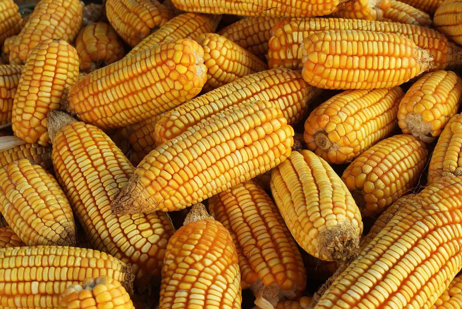 O Agro Broker é extremamente importante no mercado agrícola, mas para entender isso é preciso saber o que esse profissional faz