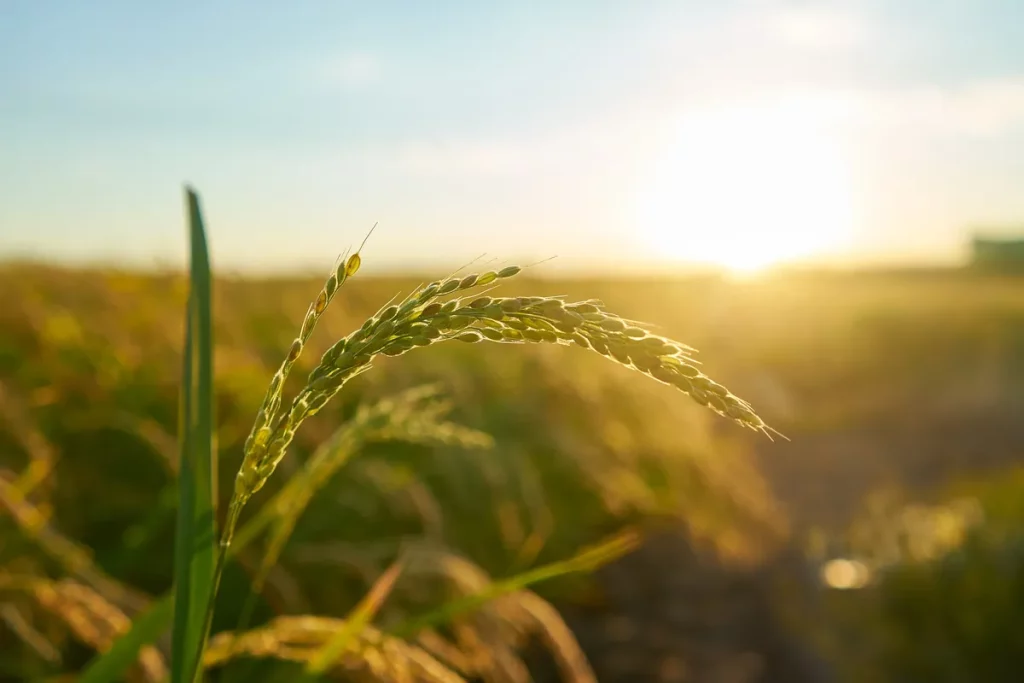 Espiga de arroz em campo iluminado pelo pôr do sol