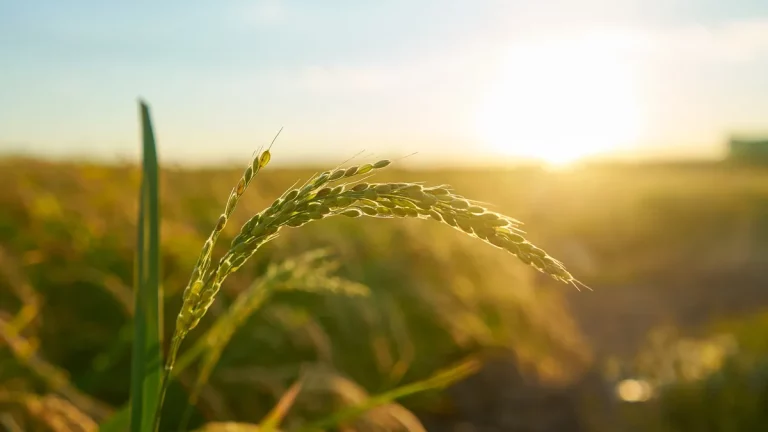Espiga de arroz em campo iluminado pelo pôr do sol